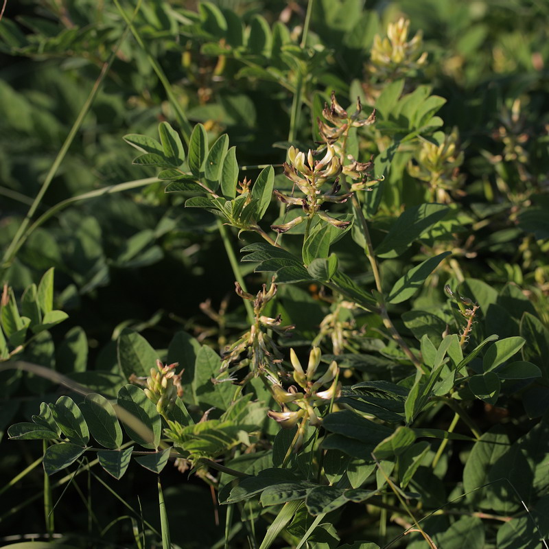 Изображение особи Astragalus glycyphyllos.