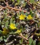 Portulaca oleracea. Побеги с цветками. Краснодарский край, Кущевский р-н, станица Шкуринская, хоз. двор в промзоне. 14.08.2009.