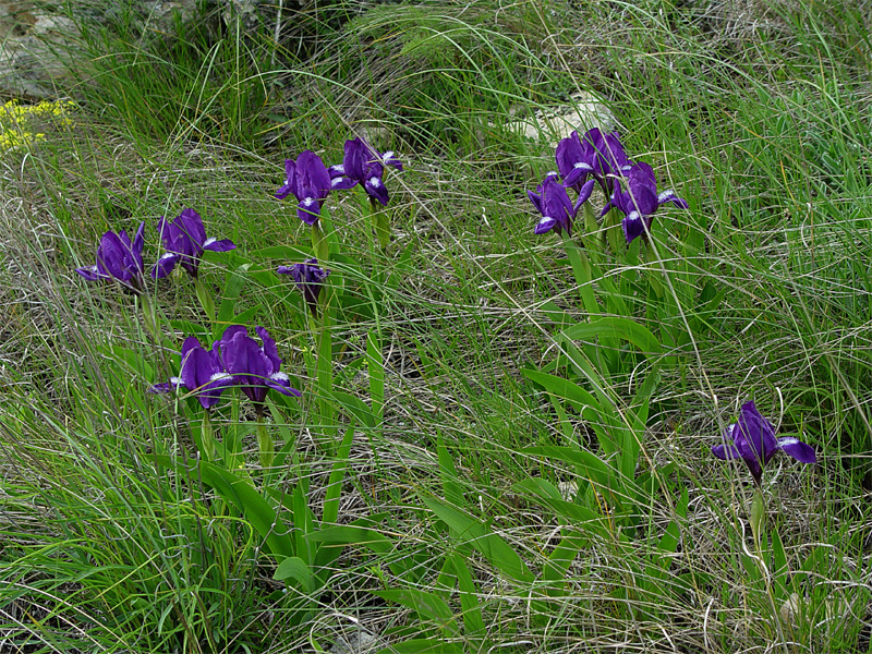 Изображение особи Iris aphylla.