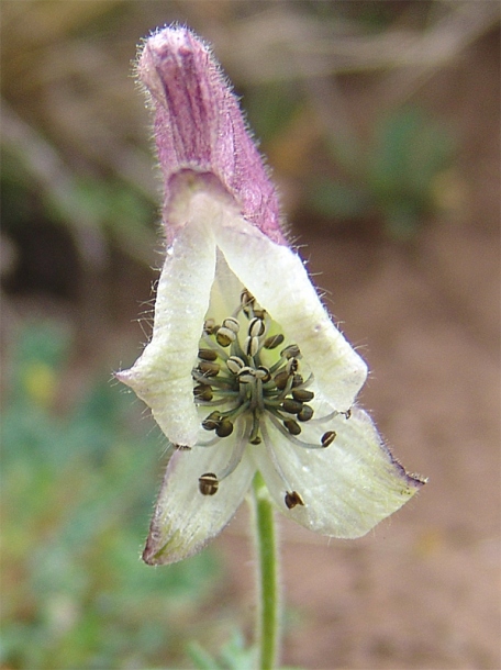 Изображение особи Aconitum confertiflorum.