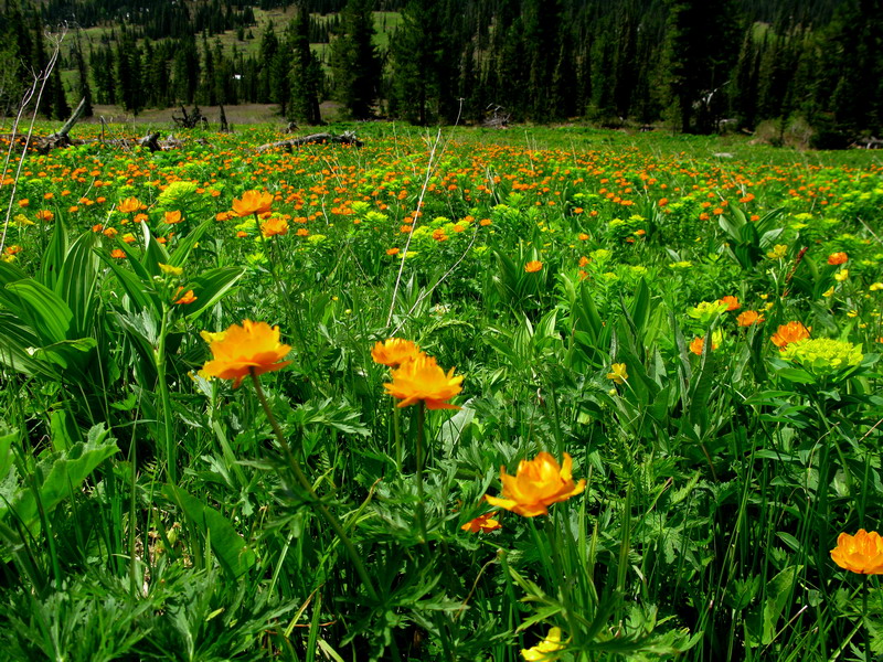 Image of Trollius vitalii specimen.