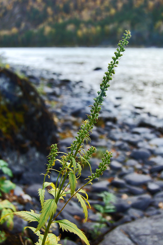 Изображение особи Veronica longifolia.