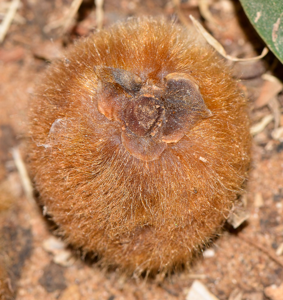 Image of Ficus saussureana specimen.