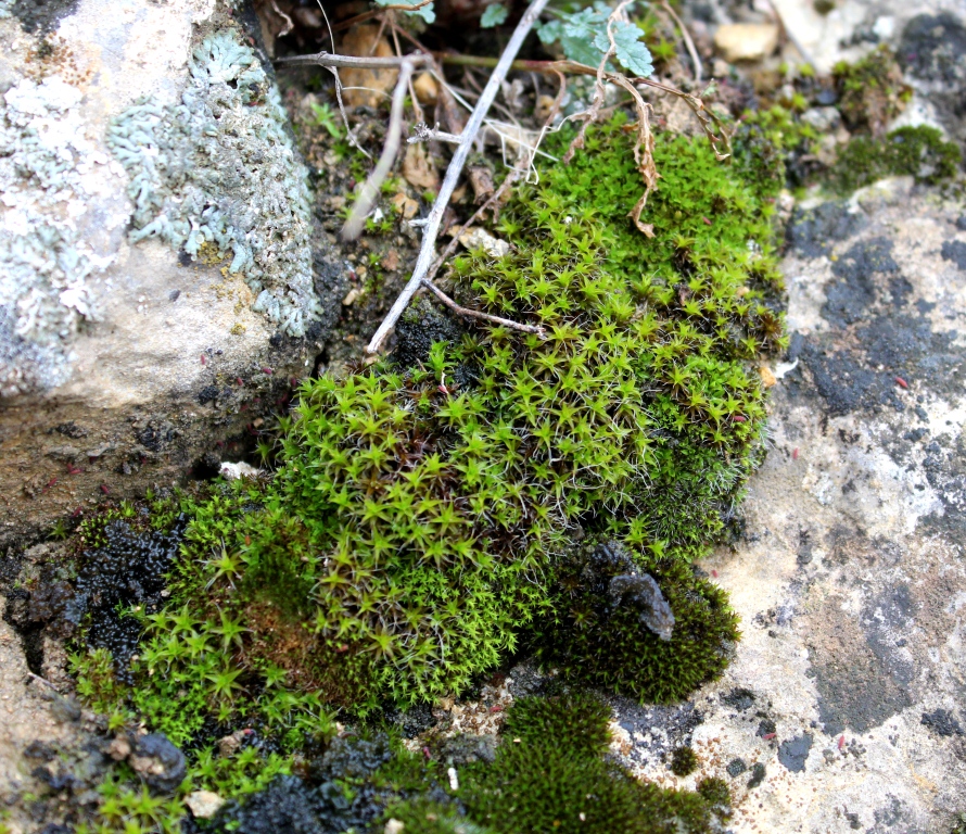 Изображение особи отдел Bryophyta.