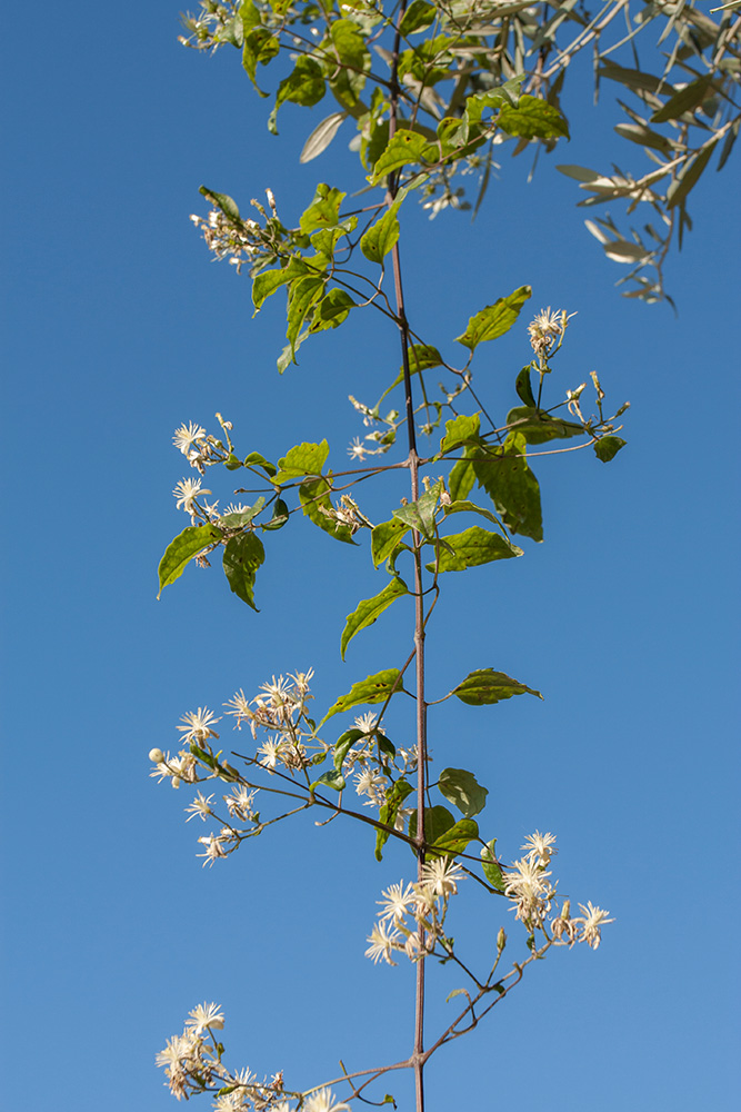 Image of Clematis vitalba specimen.