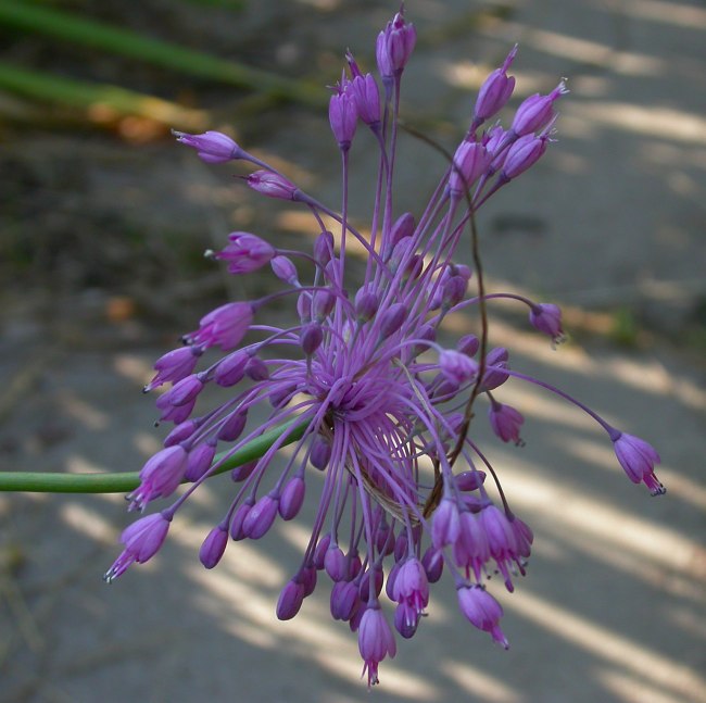 Изображение особи Allium carinatum ssp. pulchellum.