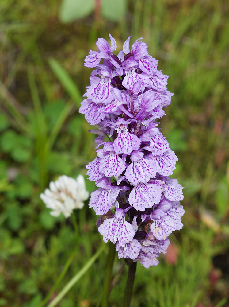 Image of Dactylorhiza psychrophila specimen.