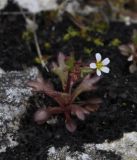 Saxifraga tridactylites