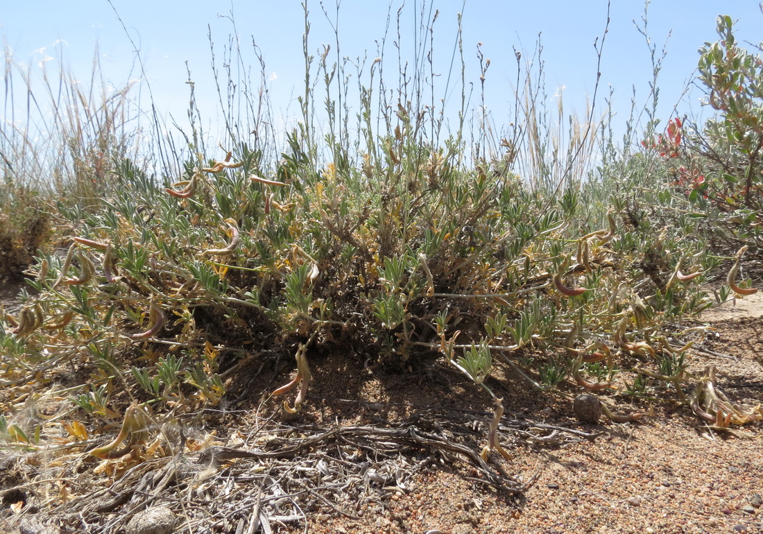 Image of Astragalus arcuatus specimen.