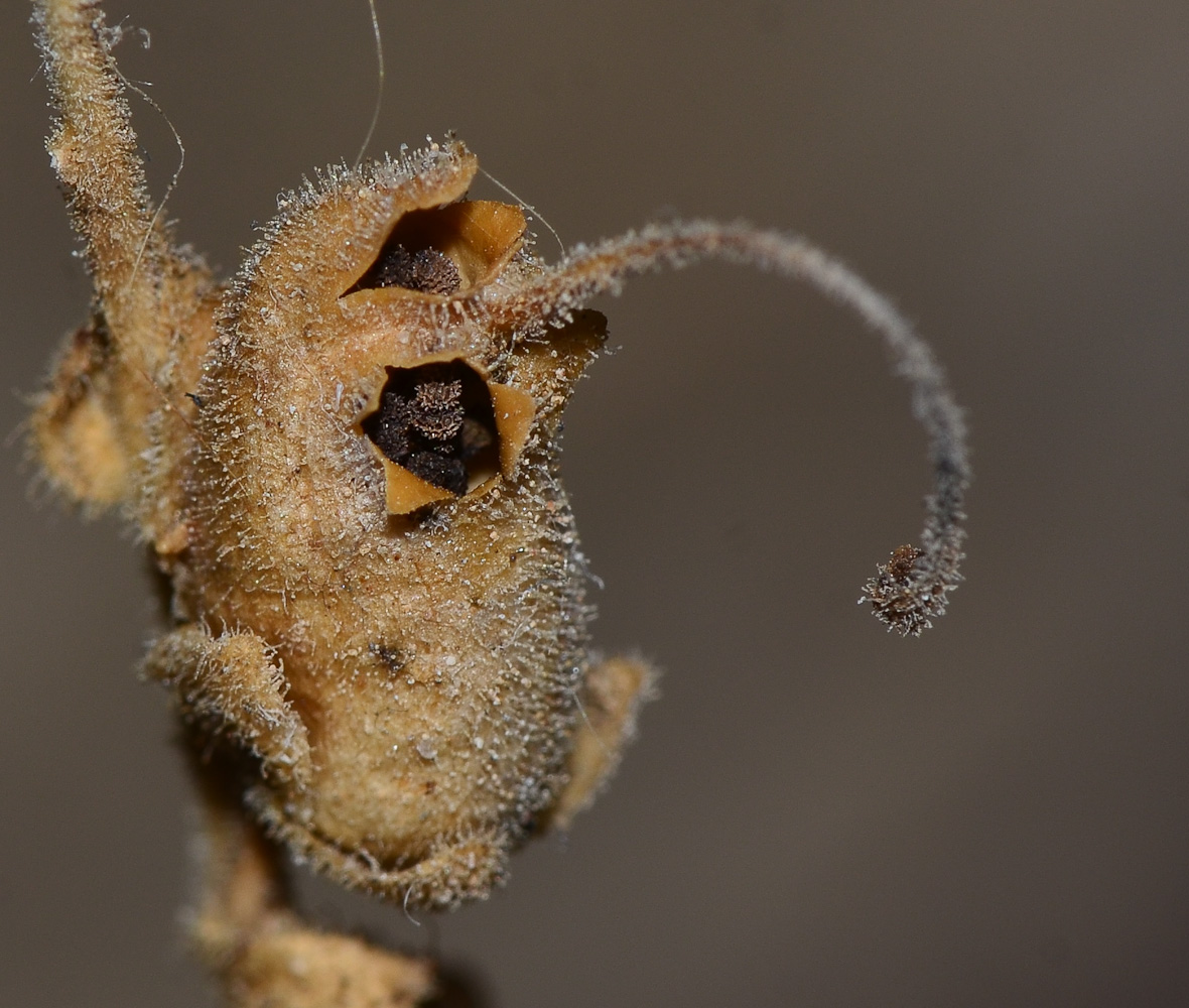 Image of Antirrhinum majus specimen.