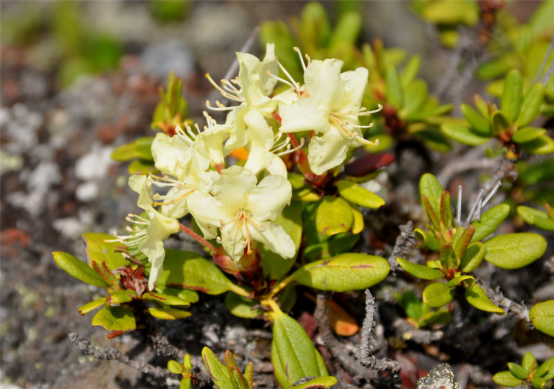 Image of Rhododendron aureum specimen.