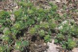 Trifolium lappaceum. Цветущие и плодоносящие растения. Крым, окр. Балаклавы, обочина. 6 июня 2015 г.