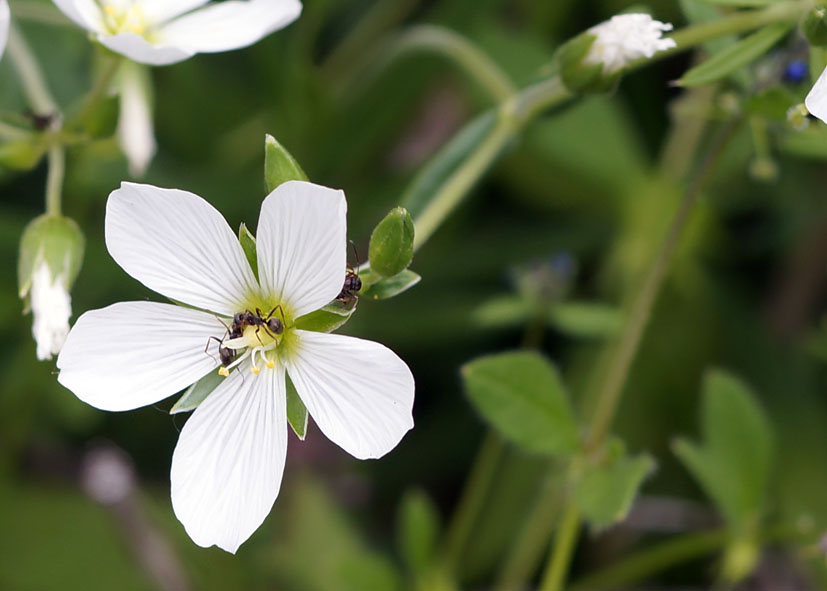 Изображение особи Cerastium bungeanum.