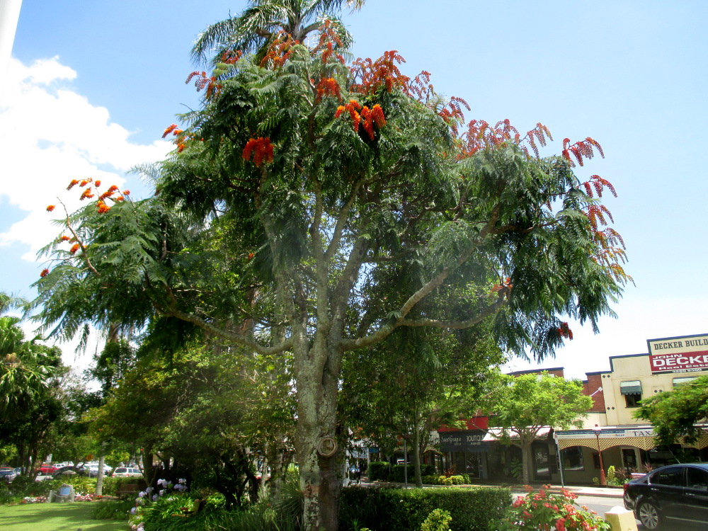 Image of Colvillea racemosa specimen.