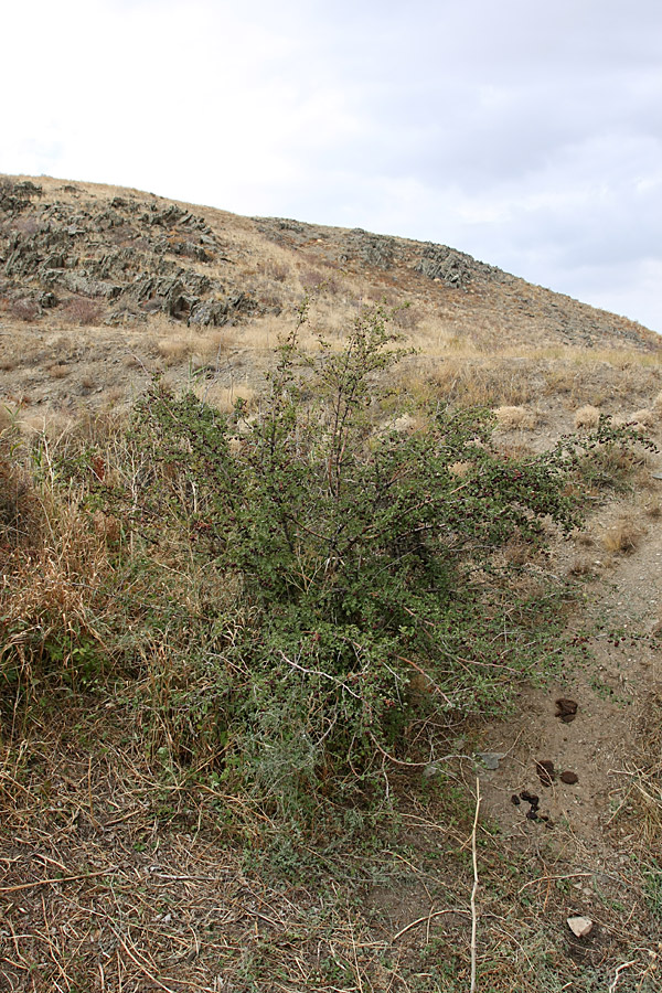 Image of Crataegus songarica specimen.