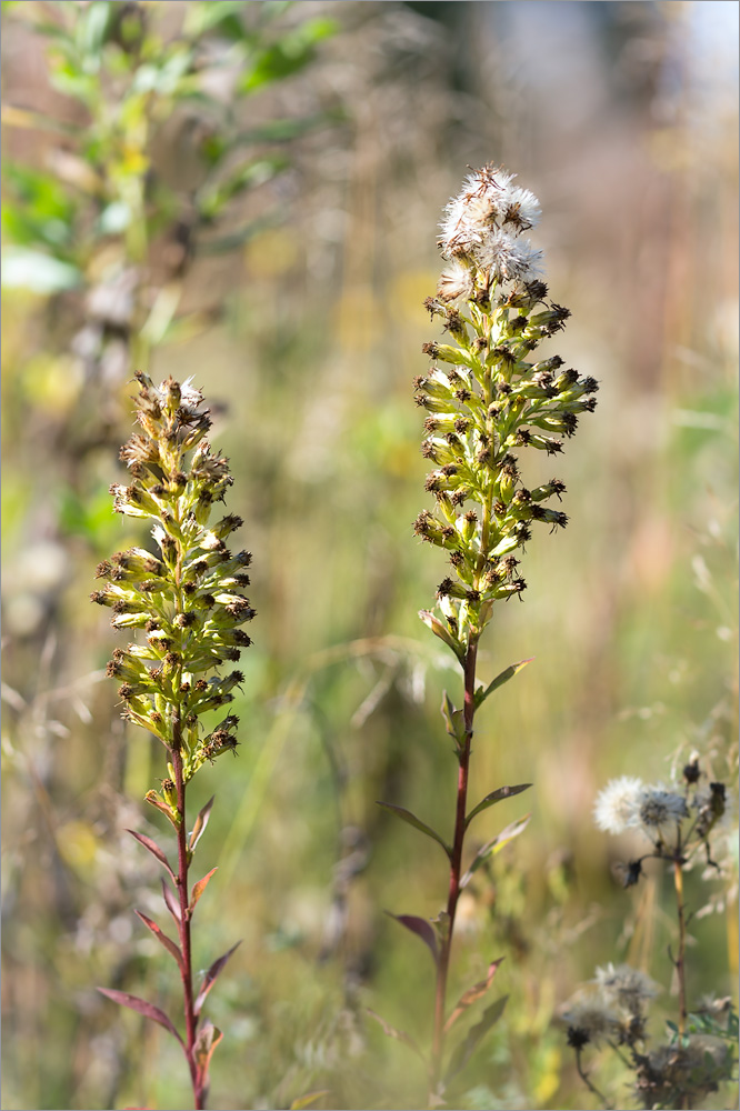 Image of Solidago virgaurea specimen.