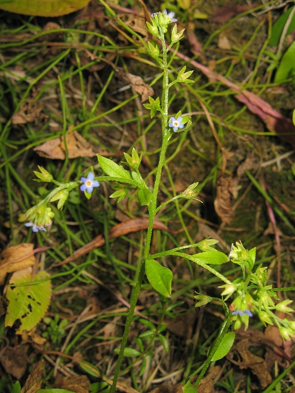 Изображение особи Myosotis jenissejensis.