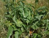 Cynoglossum viridiflorum