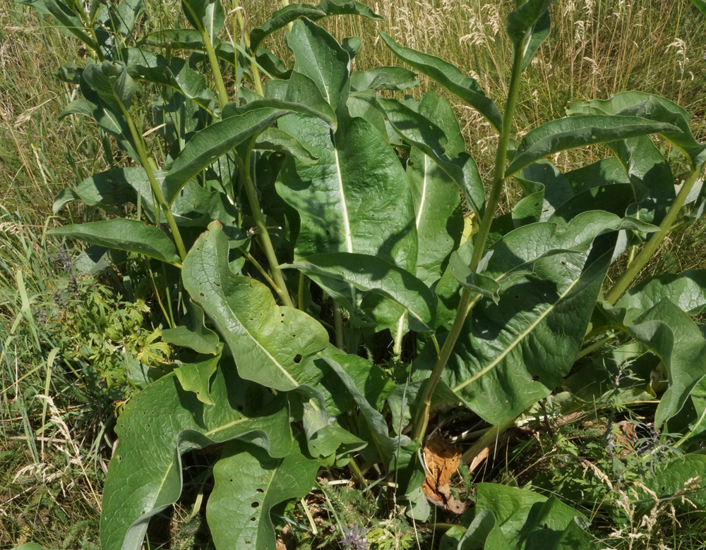 Image of Cynoglossum viridiflorum specimen.