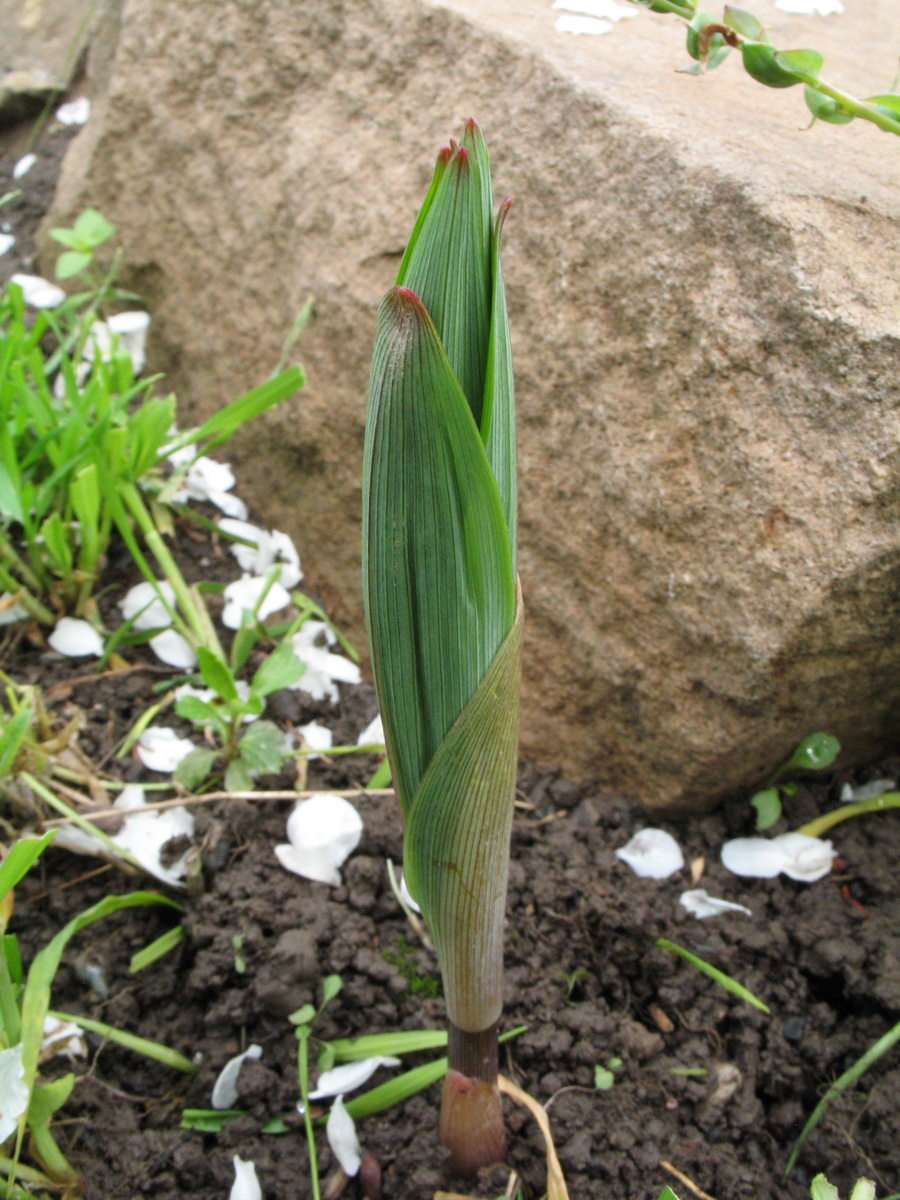 Image of Polygonatum sewerzowii specimen.