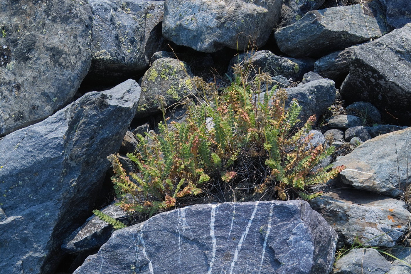 Image of Biebersteinia odora specimen.