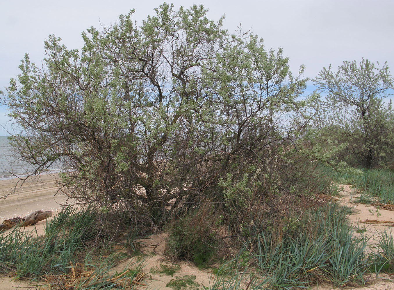 Изображение особи Elaeagnus angustifolia.