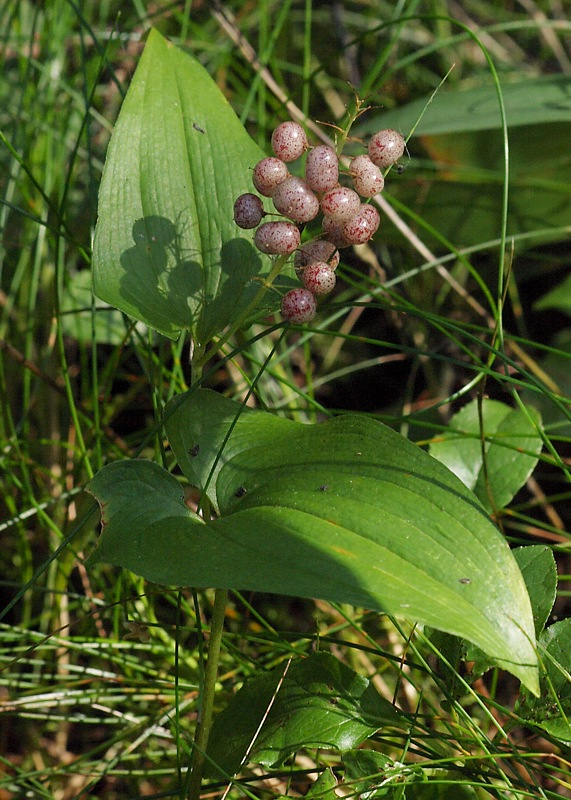 Изображение особи Maianthemum bifolium.