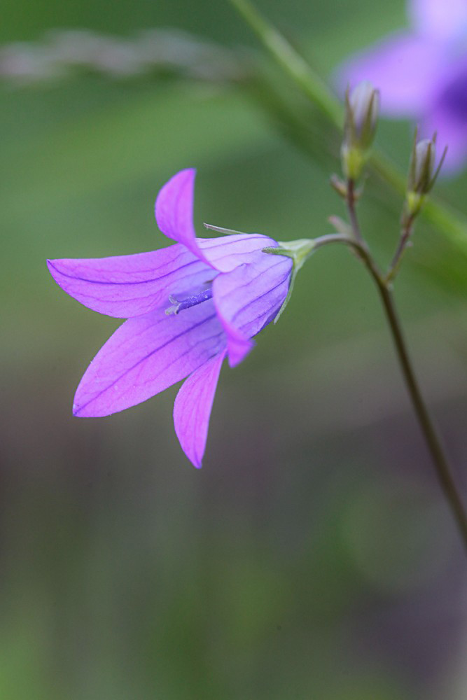 Image of Campanula patula specimen.