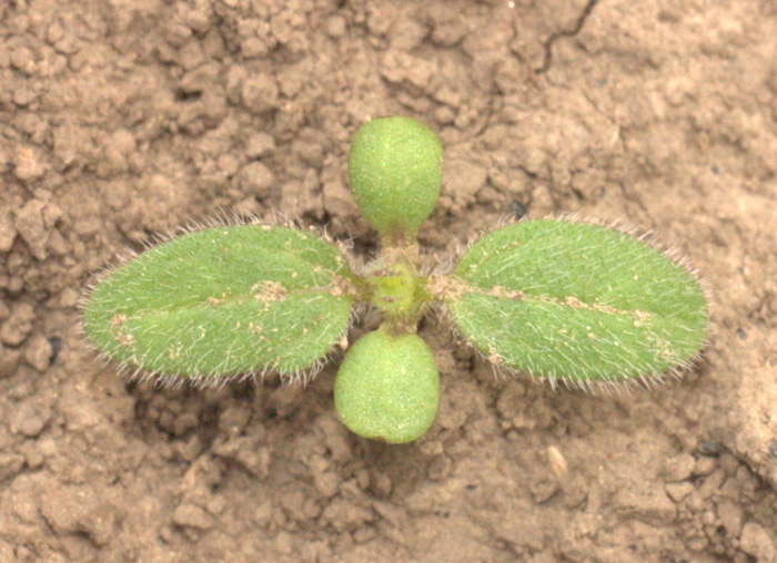 Image of Cyclachaena xanthiifolia specimen.