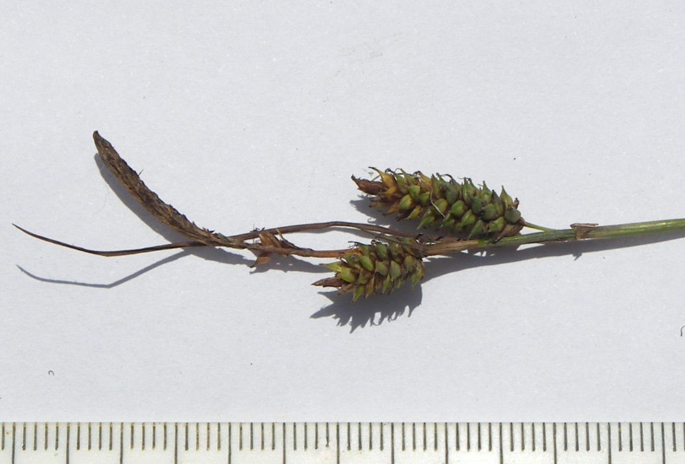 Image of Carex diluta specimen.