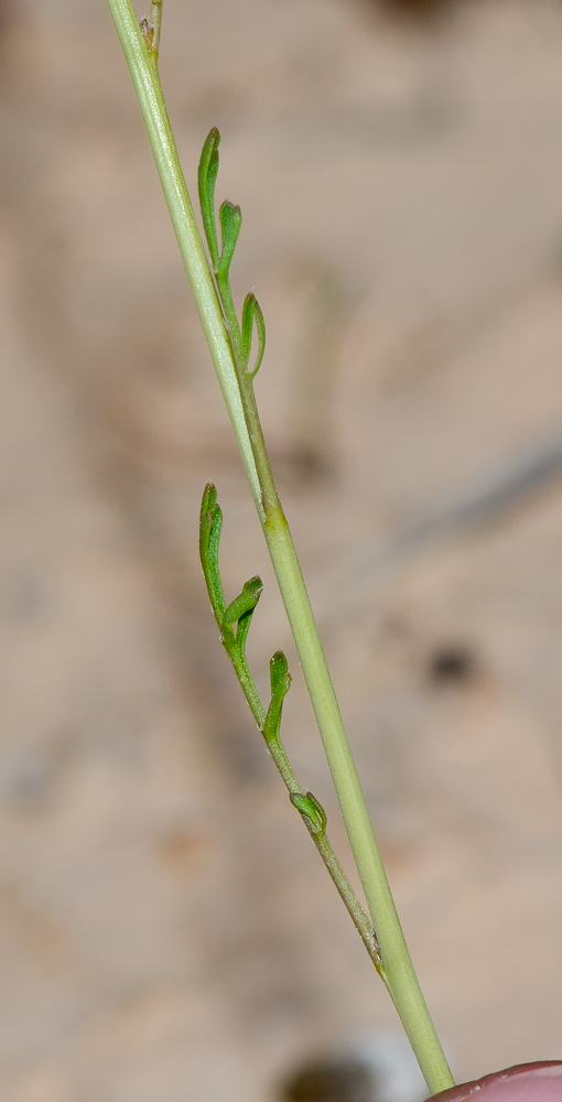 Изображение особи Erucaria rostrata.