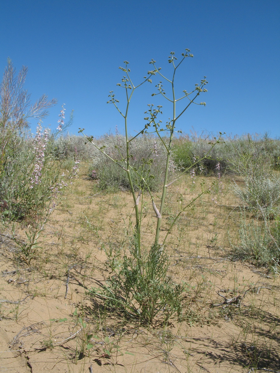 Image of Ferula dubjanskyi specimen.