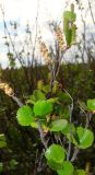 Betula nana. Ветви с соцветиями. Ямало-Ненецкий АО, г. Надым, западная окраина, заболоченный берег оз. Янтарное. 8 июня 2012 г.