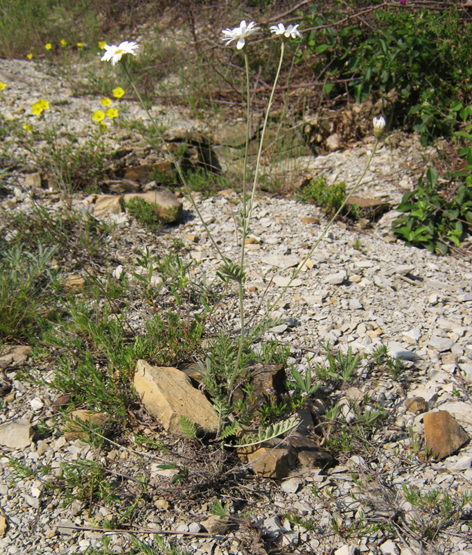 Image of Pyrethrum poteriifolium specimen.