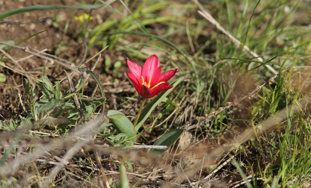 Image of Tulipa berkariensis specimen.