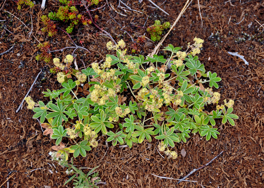 Image of Alchemilla alpina specimen.