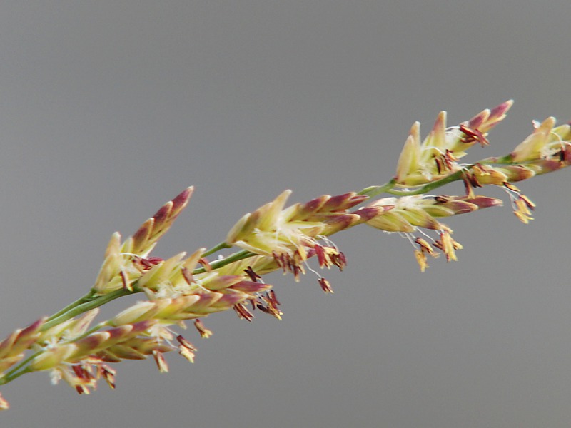 Image of Glyceria maxima specimen.