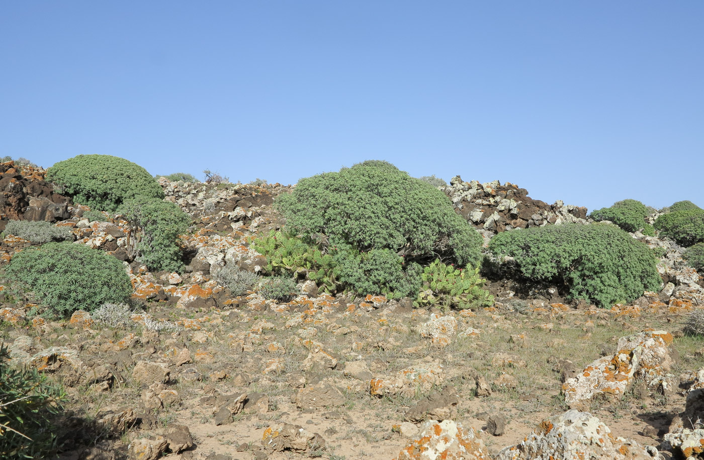 Image of Euphorbia balsamifera specimen.