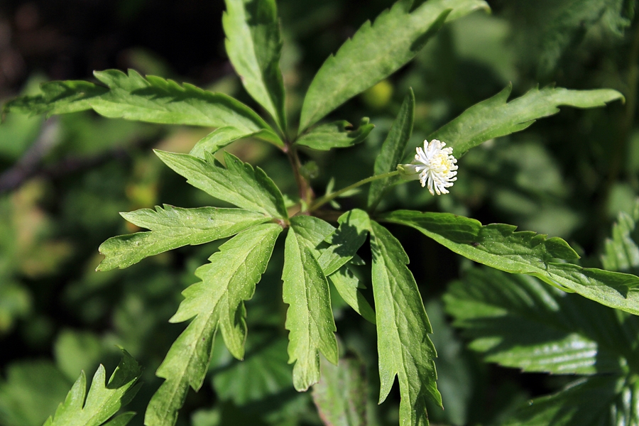 Image of Anemone reflexa specimen.