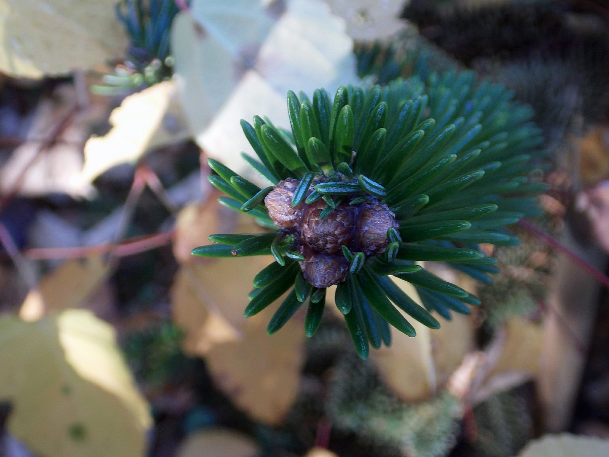 Image of Abies pinsapo specimen.