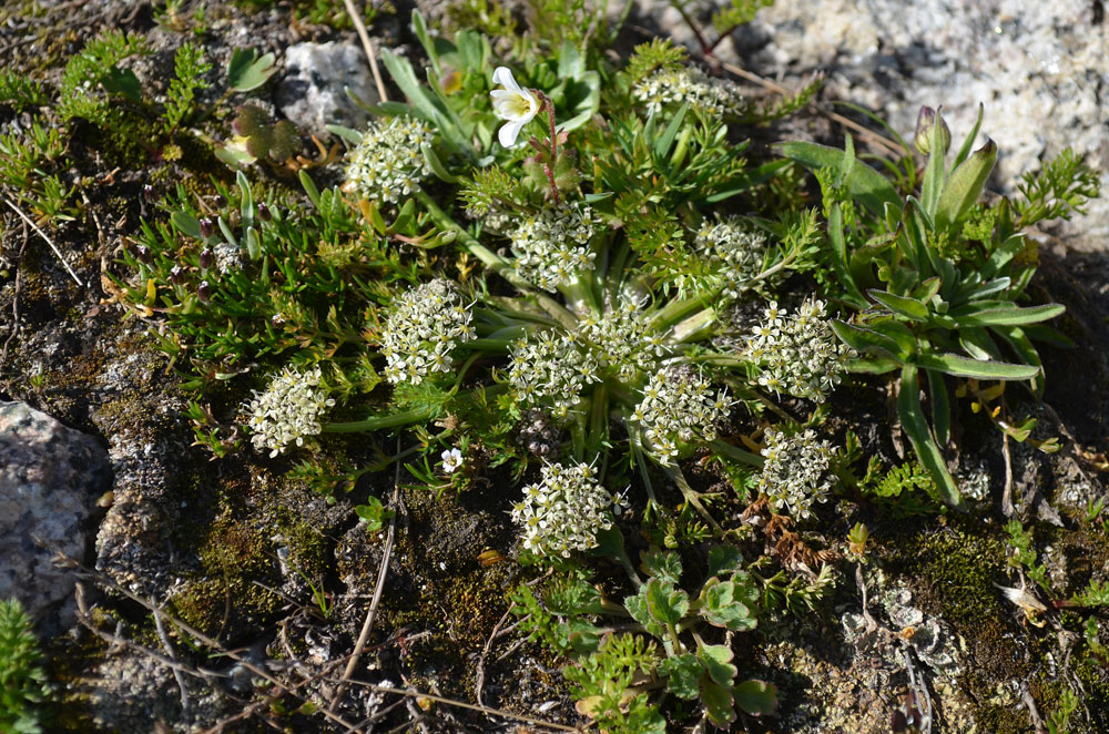 Image of Schulzia albiflora specimen.