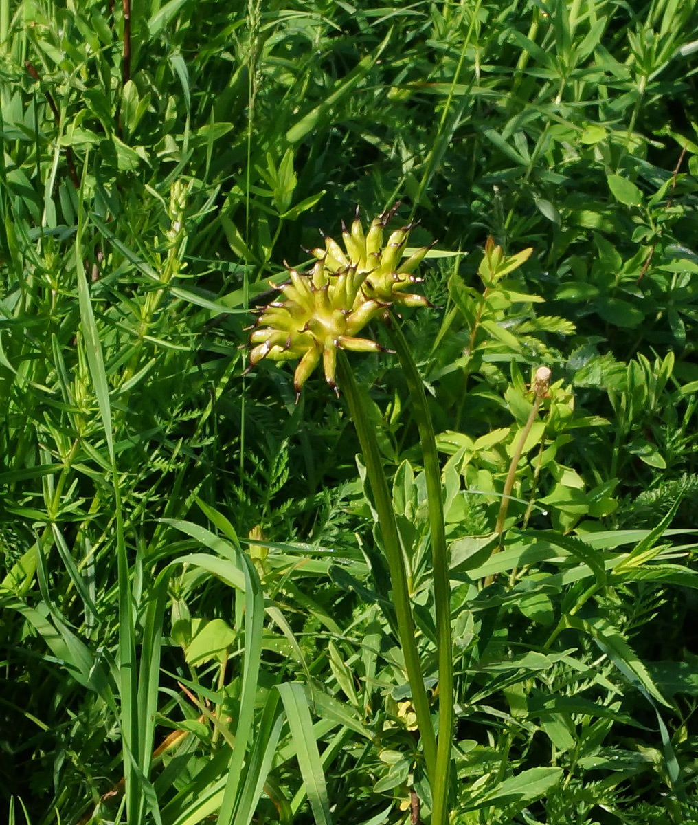 Image of Trollius altaicus specimen.