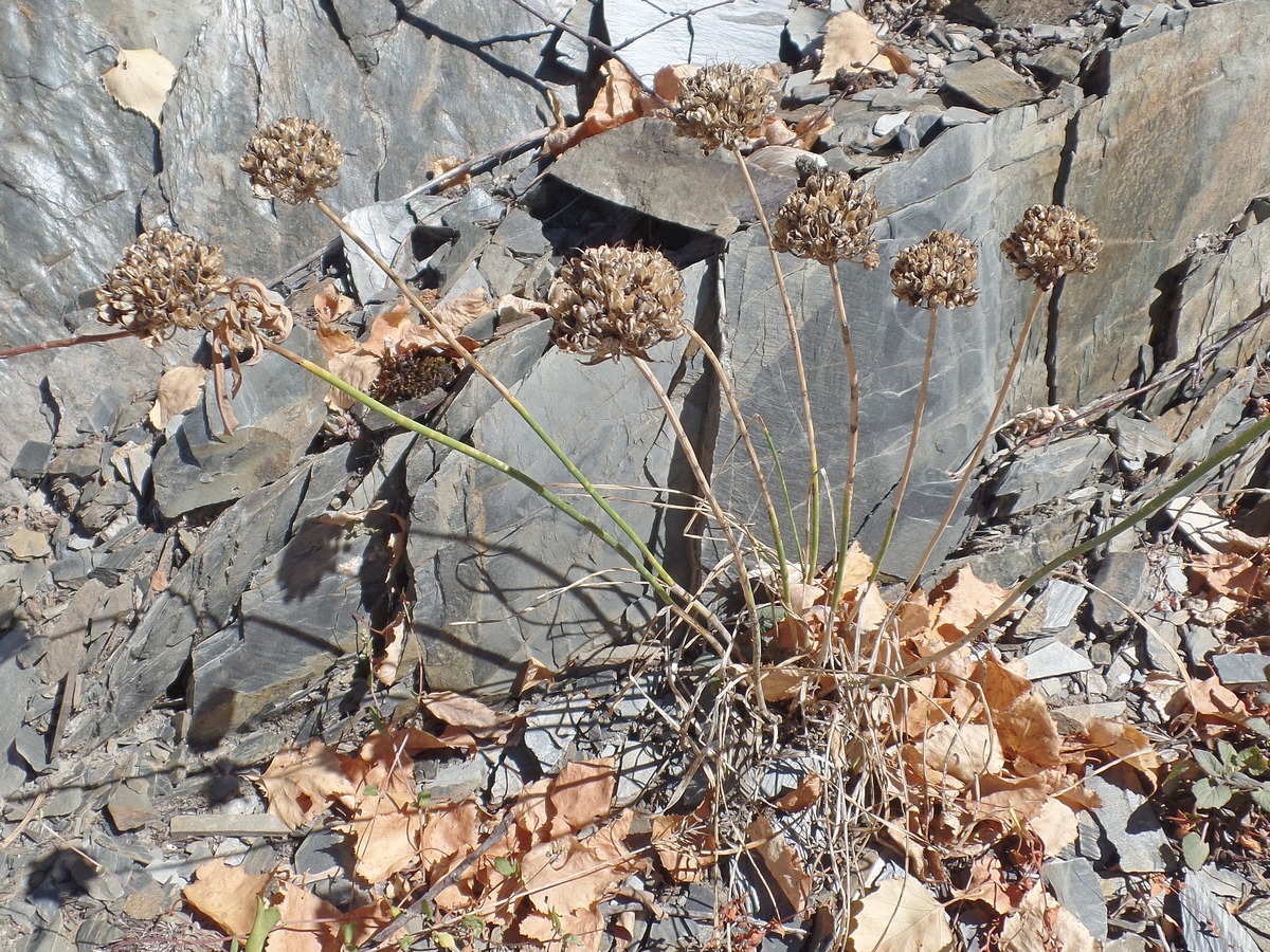 Image of genus Allium specimen.