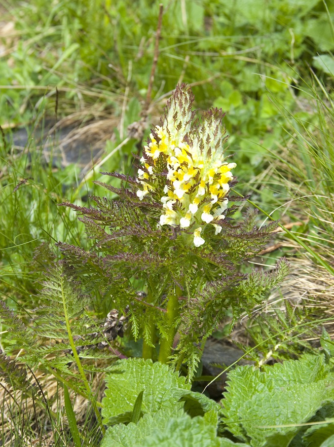 Image of Pedicularis condensata specimen.