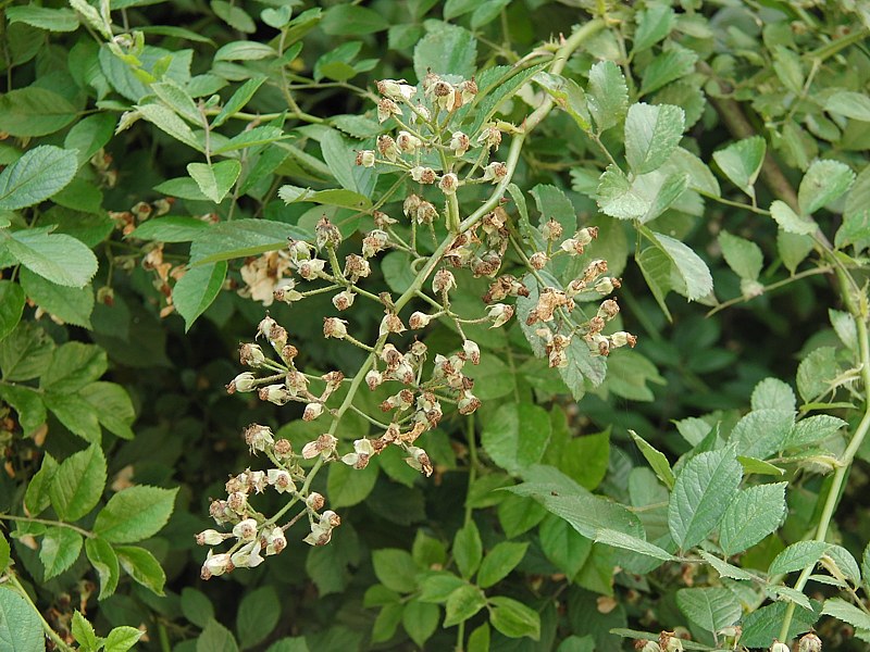 Image of Rosa multiflora specimen.