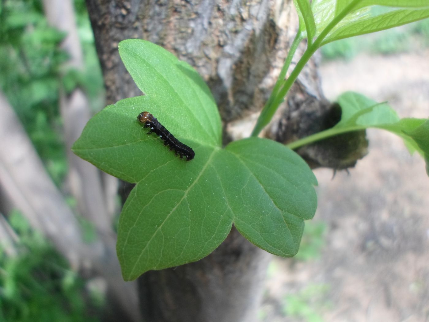 Image of Acer negundo specimen.