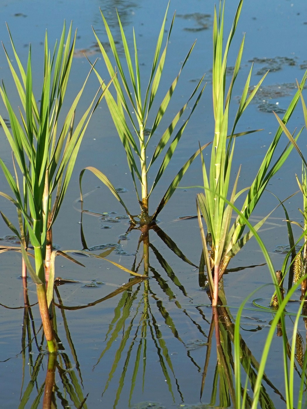 Image of Arctophila fulva specimen.