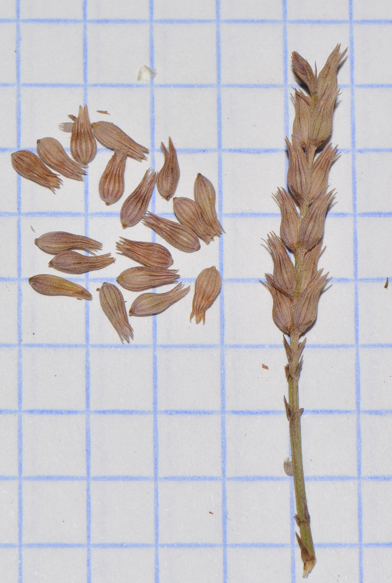 Image of Lavandula coronopifolia specimen.