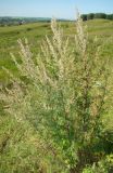 Artemisia vulgaris