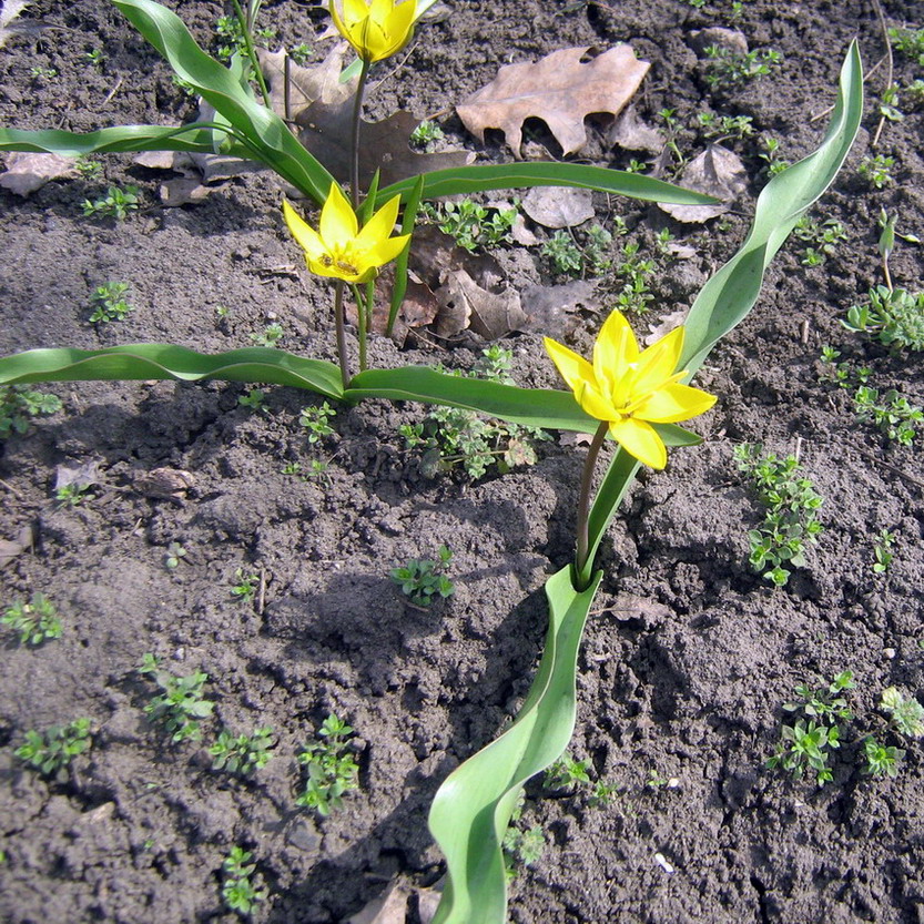 Image of Tulipa dasystemon specimen.